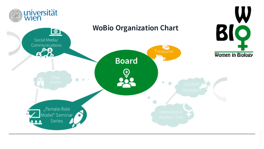 At the center of the WoBio Organisation Chart, a green oval represents the three board members, associated to a gold oval representing the treasurer (top right). Two mint-colored bubbles, for permanent workgroup, communicate with the central circle: Social Media / Communication (top left) and 