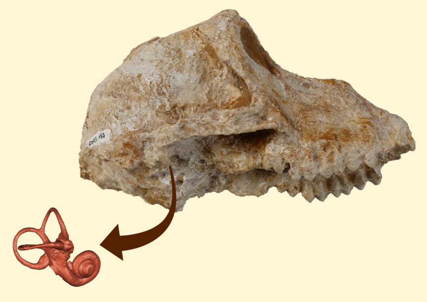 Right side of the fossil skull of Paradolichopithecus aff. arvernensis DFN3-150, in lateral view. An arrow departs from the posterior part of the base of the skull, where the inner ear is located, and points towards a virtual reconstruction of the bony molding of the ear, at the bottom left side of the image. 