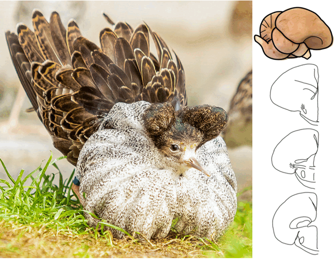 Left: A picture of a male ruff inflating its plumage for courtship. The anterior feathers are write, and the dark brown posterior feathers are pointing upwards. 
Right: Drawings of a ruff brain colored in pink (top) and of three embryo brain slices (bottom). 