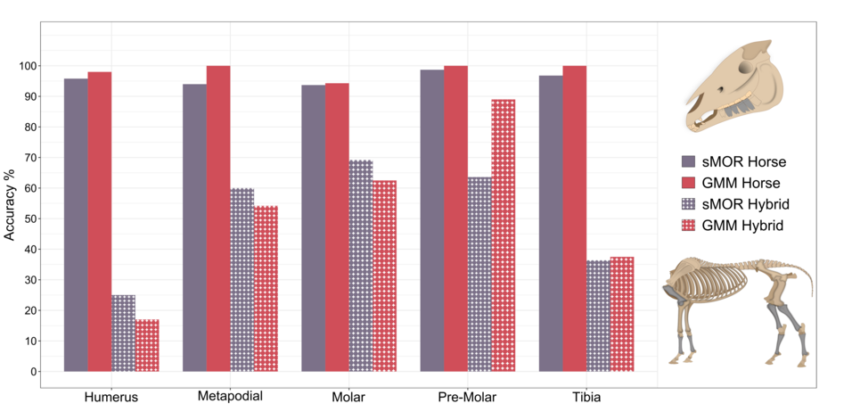 Accuracy is represented for five skeletal elements, from left to right: humerus, femur, molar, premolar and tibia. On the right, the position of each skeletal element is highlighted on horse skull (top) and post-cranial skeleton (bottom). Classification accuracy is very high (90-100%) for horses, independent of the method. It is much lower for hybrids, with the lowest accuracy for humerus (15-25%) and tibia (35%) and the highest accuracy for metapodial (55-60%), molar (60-70%) and pre-molar (65% for traditional morphometrics, 90% for geometric morphometrics). 