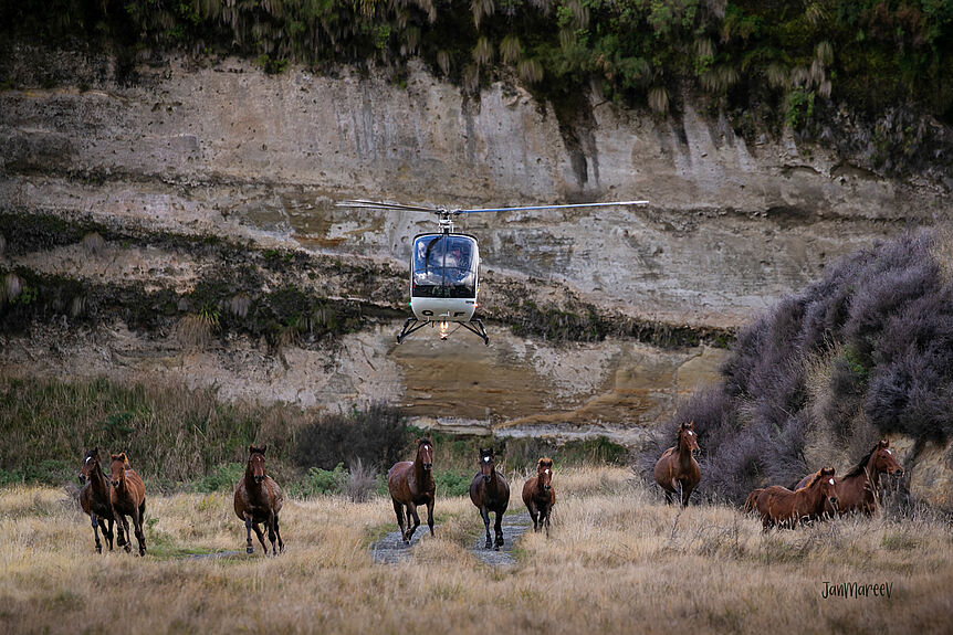 Nine horses gallop on the grassland, facing the camera. An helicopter is mustering them, just a few meters above the three horses in the middle. In the background the landscape is closed by a cliff partly covered by plants. 